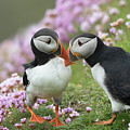 Puffin Love